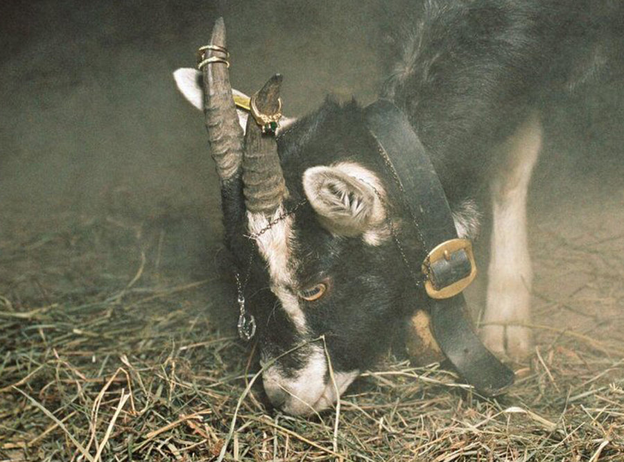 GARAGE MAGAZINE | FINE JEWELRY ON FARM ANIMALS